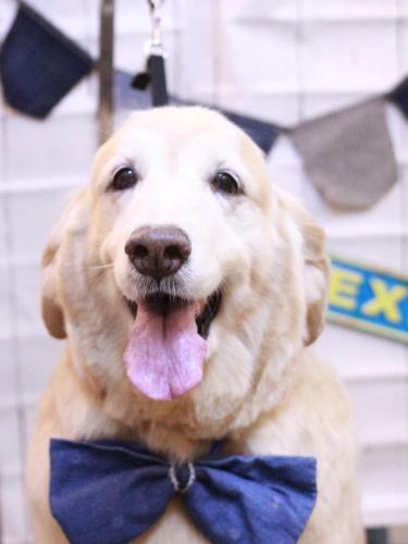 20230412みるくちゃん